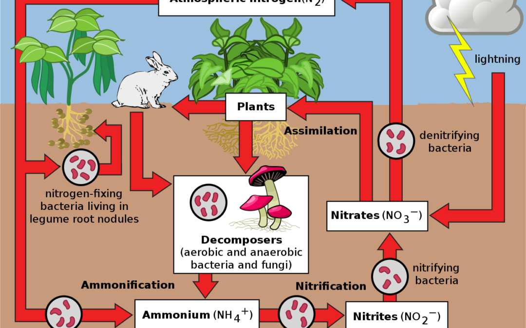 Riding the Nitrogen Cycle to Increased Yields and Less Costs