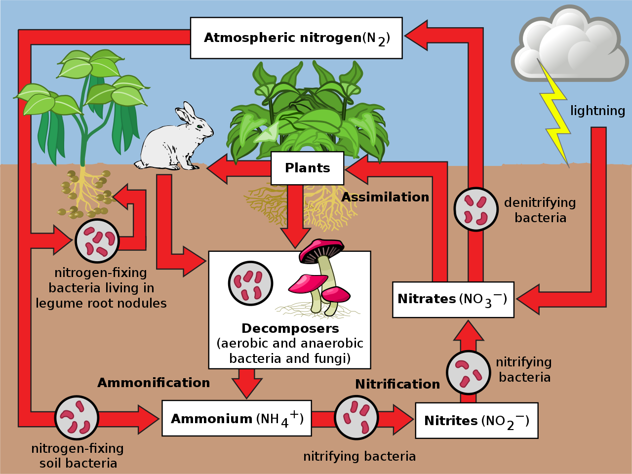 cut-off-close-from-there-simple-nitrogen-cycle-diagram-carbon-soaked