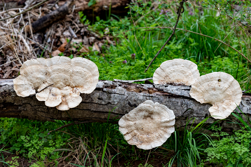Fungi Can Help Restore Toxic Soils (Part 3)