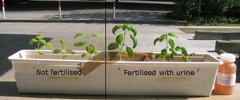 Utilize Urine as a Fertilizer? Yes, Wee Can!