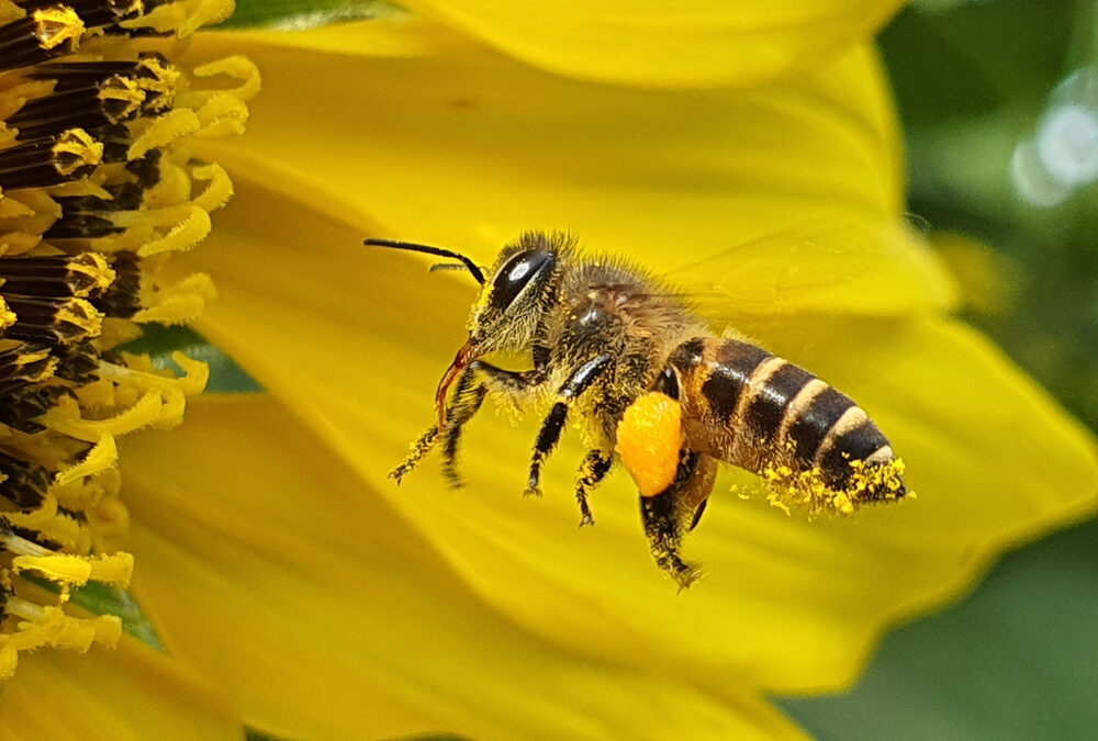 Honey, I Charged the Bees!