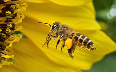 Honey, I Charged the Bees!