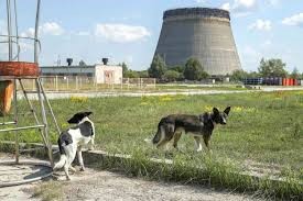 The Chernobyl Dogs