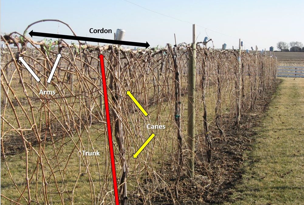 Your Pruned Canes Are a Report Card