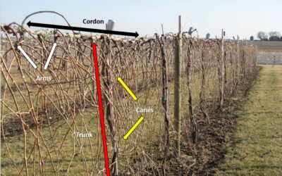 Your Pruned Canes Are a Report Card